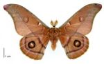 Gum emperor moth