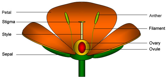 Structure of a 'typical' flower.