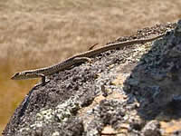 Mice may be important predators for Lizards in dryland ecosystems.