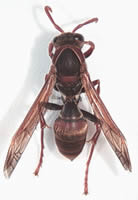 Australian paper wasp <em>Polistes humilis<em>.