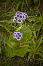 <em>Pleurophyllum speciosum</em>. Image - S. Wagstaff