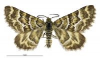 Notoreas paradelpha (male). Geometridae: Larentiinae. 