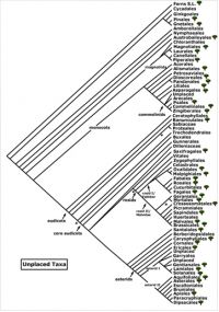 Figure 2. Angiosperm Orders, downloaded from Angiosperm Phylogeny Website (http://www.mobot.org/mobot/research/APweb/), accessed 11 August 2010. 