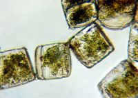 The chain-forming diatom <em>Cerataulina</em> 