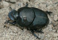 Onthophagus binodis