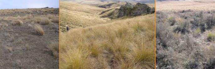 The three habitat types studied at Macraes Flat: degraded herbfield (left), intact tussock (middle), and mixed shrubland (right). Image - Grant Norbury.