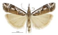 Orocrambus vulgaris (male). Crambidae: Crambinae. Endemic