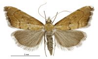 Glaucocharis holanthes (female). Crambidae: Crambinae. Endemic