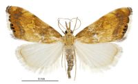 Glaucocharis leucoxantha (female). Crambidae: Crambinae. Endemic