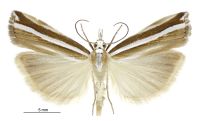 Orocrambus apicellus (male). Crambidae: Crambinae. Endemic
