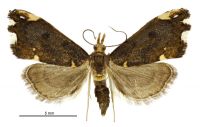 Glaucocharis pyrsophanes (female). Crambidae: Crambinae. Endemic