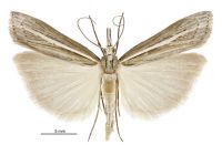 Orocrambus enchophorus (male). Crambidae: Crambinae. Endemic