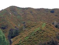Tutsan invading hillsides in Taumaranui.