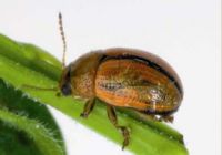 Male broom leaf beetle (<em>Gonioctena olivacea</em>).