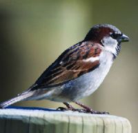 Male house sparrow.