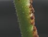 <em>Puccinia araujiae</em> rust culture on <em>Araujia hortorum</em> stem.
