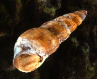 Thiarid mollusc