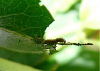 Small white admiral caterpillar with its ‘pier’.