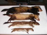 Two ferrets (male & female), a stoat and a weasel (top to bottom) all trapped during HBRC predator control operations. Image – G. Dickson