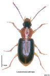 Lecanomerus atriceps
