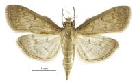 Herpetogramma licarsisalis (male). Crambidae: Spilomelinae. Immigrant / adventive