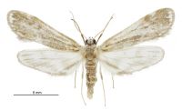 Hygraula nitens (female). Crambidae: Acentropinae. Native