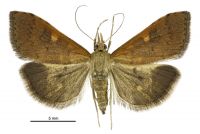 Mnesictena flavidalis (female). Crambidae: Spilomelinae. Endemic