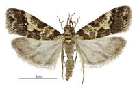 Eudonia characta (male). Crambidae: Scopariinae. Endemic
