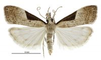 Eudonia pongalis (male). Crambidae: Scopariinae. Endemic