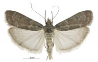 Eudonia cataxesta (female). Crambidae: Scopariinae. Endemic