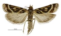 Eudonia xysmatias (female). Crambidae: Scopariinae. Endemic