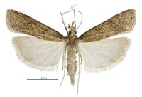 Eudonia octophora (female). Crambidae: Scopariinae. Endemic