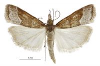 Eudonia feredayi (male). Crambidae: Scopariinae. Endemic