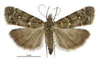 Eudonia microphthalma (female). Crambidae: Scopariinae. Endemic
