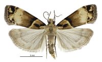 Eudonia periphanes (male). Crambidae: Scopariinae. Endemic