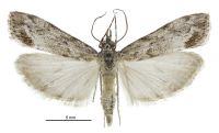 Eudonia rakaiensis (male). Crambidae: Scopariinae. Endemic