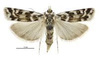 Scoparia s.l. famularis (female). Crambidae: Scopariinae. Endemic