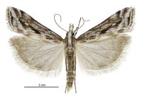 Scoparia s.l. exilis (male). Crambidae: Scopariinae. Endemic