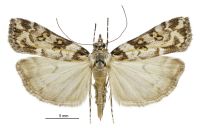 Scoparia s.l. diphtheralis (female). Crambidae: Scopariinae. Endemic