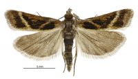 Eudonia xysmatias (male). Crambidae: Scopariinae. Endemic