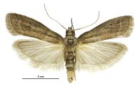 Ephestia elutella (male). Pyralidae: Phycitinae. Adventive