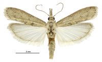 Arcola malloi (male). Pyralidae: Phycitinae. Introduced for bio-control