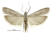 Homoeosoma anaspila (female). Pyralidae: Phycitinae. Endemic