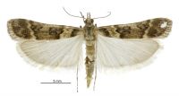 Eudonia gyrotoma (Male). Crambidae: Scopariinae. 