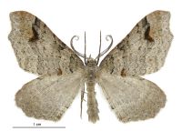 Austrocidaria parora (male). Geometridae: Larentiinae. 