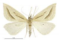 Samana falcatella (female). Geometridae: Oenochrominae s. lat.. 