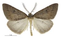 Pseudocoremia berylia (male). Geometridae: Ennominae. 