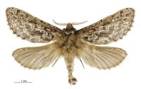 Aoraia rufivena (male). Hepialidae: . 
