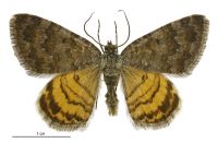 Dasyuris anceps anceps (male). Geometridae: Larentiinae. 