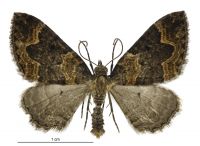 Hydriomena hemizona (male). Geometridae: Larentiinae. 
